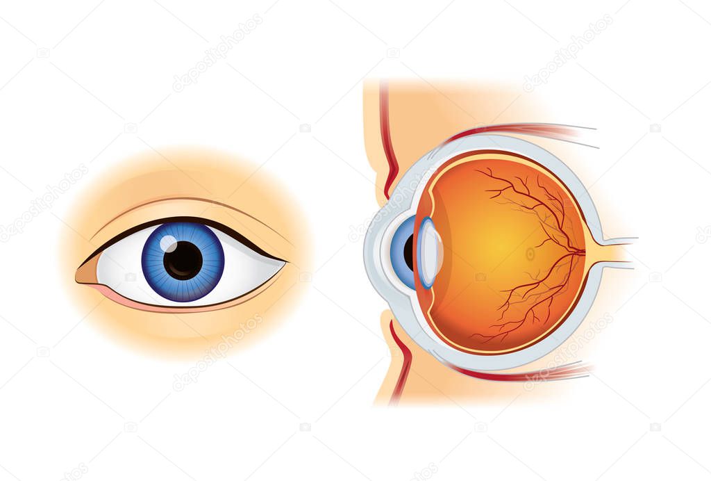 Human eye anatomy in inside and out side view. 