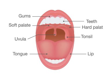 İnsan ağzı anatomisi.