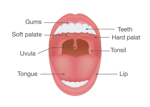 Anatomia da boca humana . — Vetor de Stock