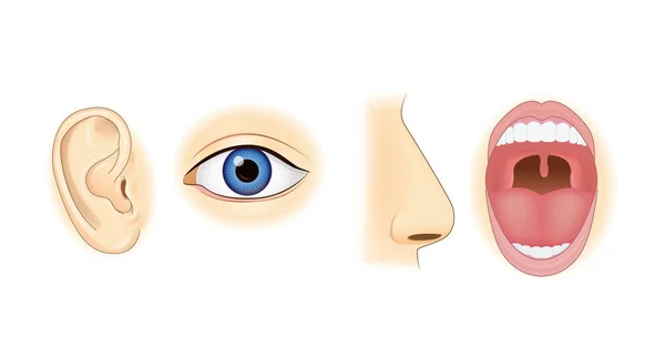 Ojo de oreja nariz y boca en estilo vectorial . — Archivo Imágenes Vectoriales