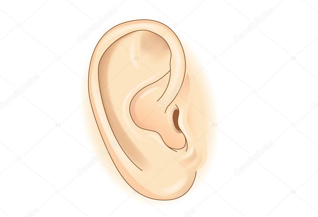 External of human ear in vector style 