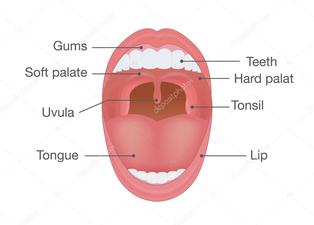 Anatomy of Human Mouth.