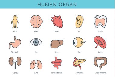 İnsan iç organ simgesi toplama.