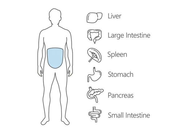 Exploración del sistema gastrointestinal humano . — Archivo Imágenes Vectoriales