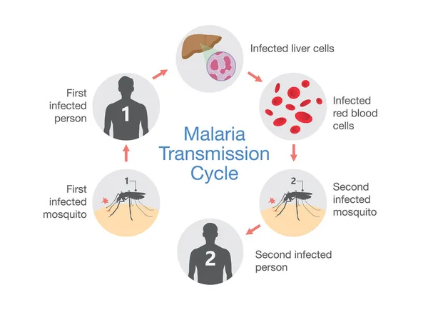 Ilustracji pokazano cyklu transmisji malarii. — Wektor stockowy