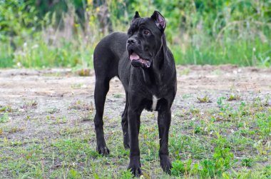 Canecorso siyah köpek