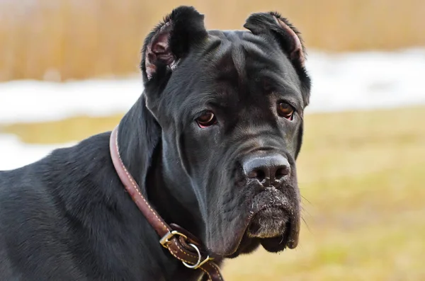 Голова чорний собака — стокове фото