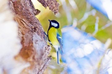 Baştankara kuş ağaç orman kış içi boş