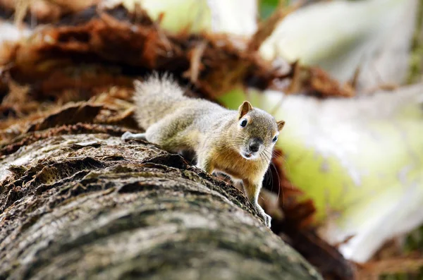 リス パーム熱帯林動物齧歯動物 — ストック写真