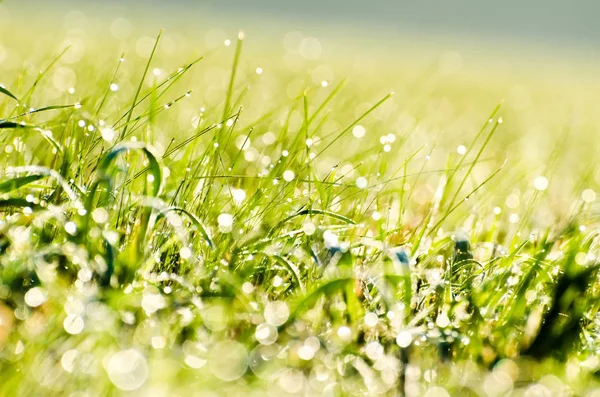 草の露朝光の雨の太陽植物が濡れています。 — ストック写真