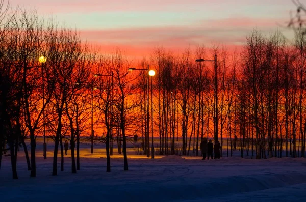 公园森林树日落天空橙色日出晚上的人 — 图库照片