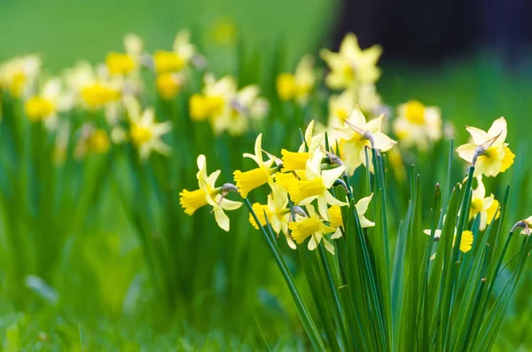 Glade van gele narcissen bloem bed voorjaar — Stockfoto