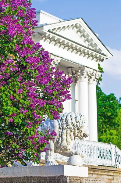 Lilac bushes building column palace porch stairs statue Lions park summer leaves flowers trees forest beauty