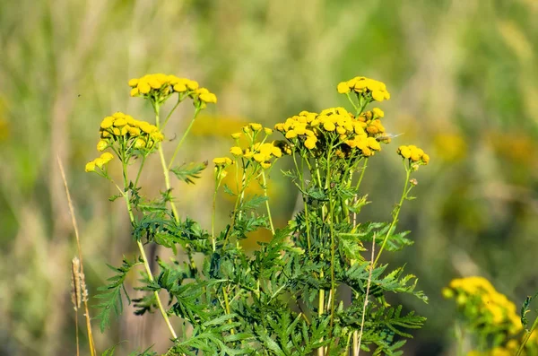 Blommor gula Visa — Stockfoto