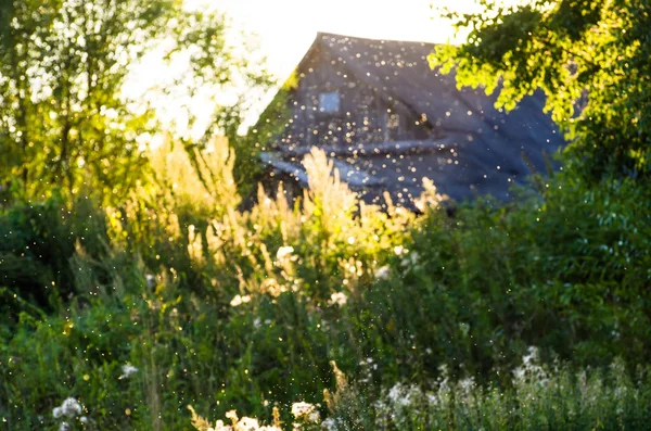 フィールド生い茂った草の花夏家の屋根 Outfocus します — ストック写真