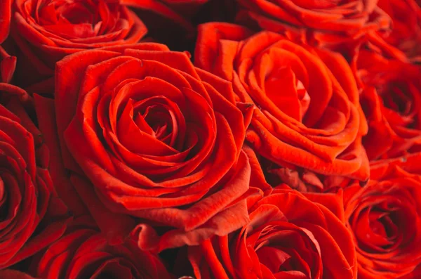 Rosas rojas brillantes cerca —  Fotos de Stock