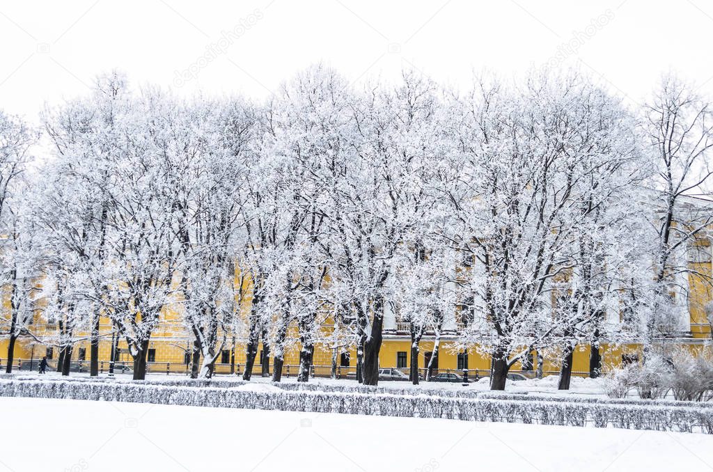Snow-covered trees in the Alexander Garden