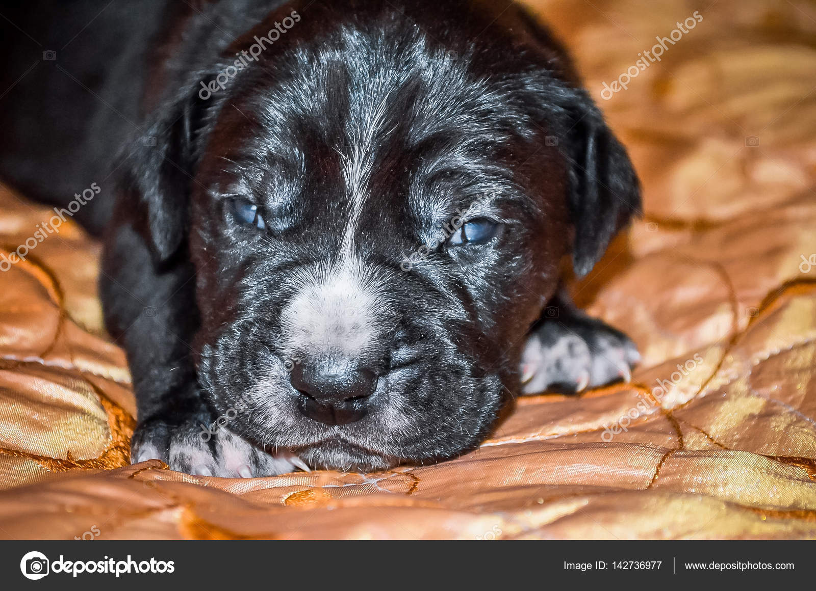 Immagini Cuccioli Labrador Appena Nati Cuccioli Appena Nati Nero