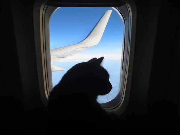 Aviación gato volando en un avión mirando por el ojo de buey con vistas al ala azul del cielo. Silueta de gato en la ventana del avión — Foto de Stock