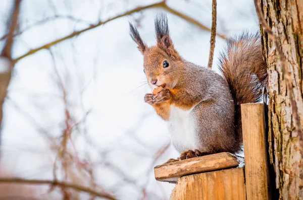 ヘーゼル ナッツをかじって木の上に座って公園のリスします。 — ストック写真