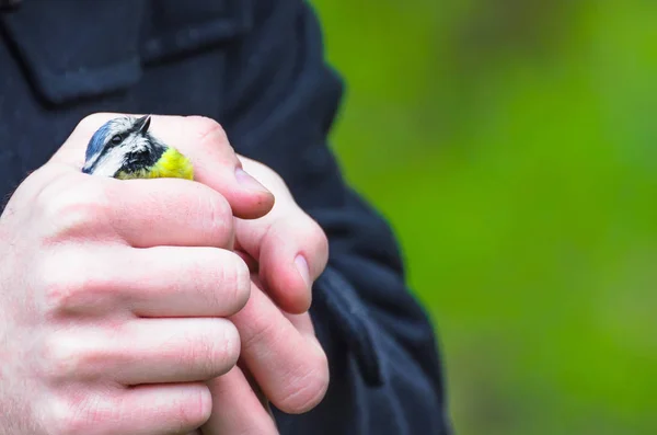 Květiny na parapetu pták v ruce v dlani vaší ruky v zeleném lese — Stock fotografie