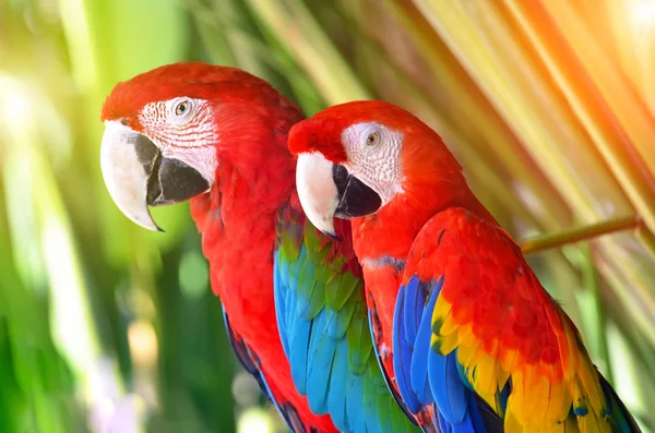 Zwei Papageien rot in tropischen Waldvögeln — Stockfoto