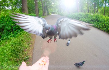 Güvercin yandan palmiye gıda fındık ve park sinek