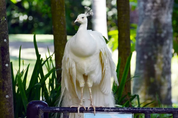 Bosque tropical de pavo real blanco muestra cola blanca — Foto de Stock