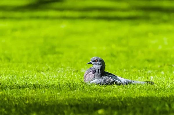 Güvercin Taze Bahar Çimen Güneşin Içinde — Stok fotoğraf