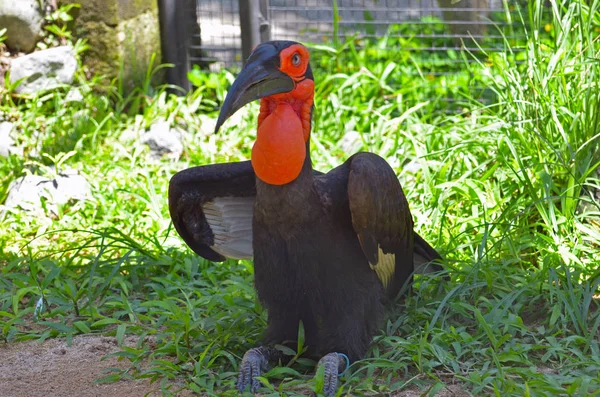 Grand oiseau avec goitre rouge dans un parc tropical sur une prairie d'herbe verte — Photo