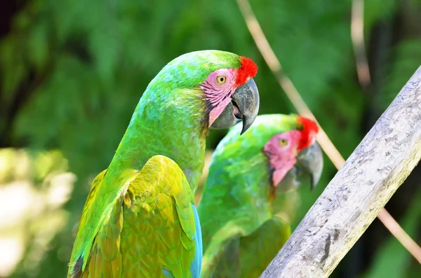 Dos loros verdes en aves del bosque tropical — Foto de Stock