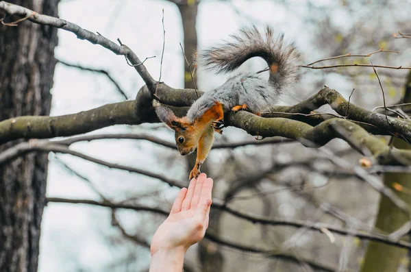 春の森の木の上の人間の手に触れるリス — ストック写真