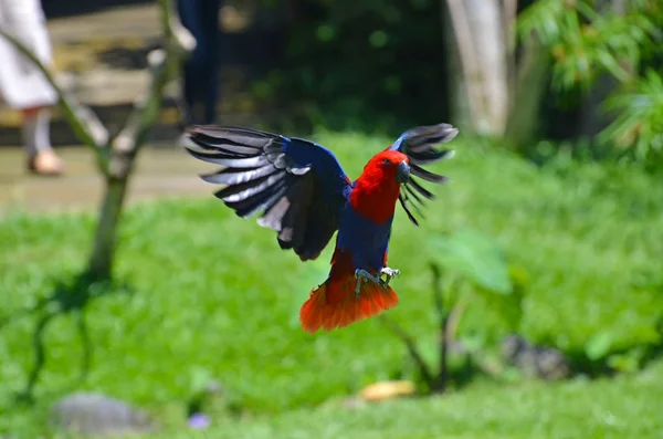 Ein fliegender roter Papagei in einem tropischen Park — Stockfoto