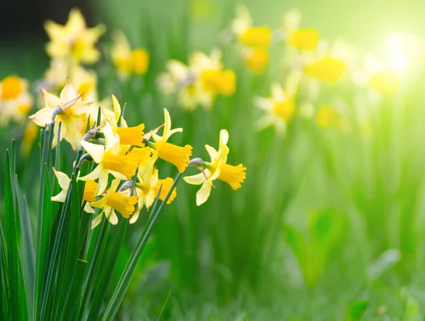 Flores narciso primavera amarela e folhas verdes — Fotografia de Stock