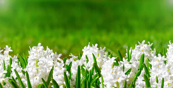 Yeşil yaprakları ve metin için bir arka plan ile beyaz sümbül bahar — Stok fotoğraf