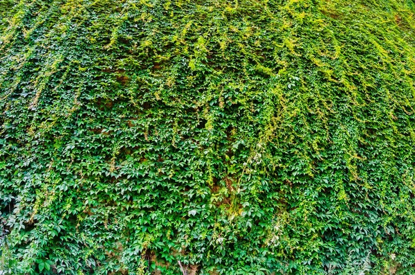 Натуральна зелена листяна стіна, екологічно чистий фон — стокове фото