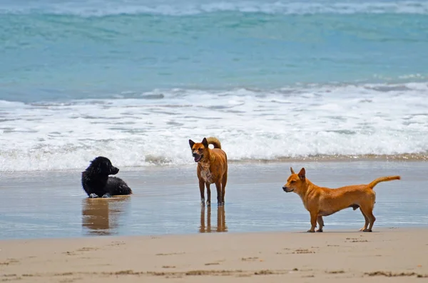 Tre cani nella località di una spiaggia di sabbia che riposa tra le onde dell'oceano — Foto Stock
