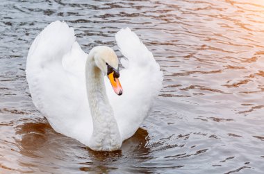 Işık akşam su bir su birikintisi üzerinde güzel beyaz kuğu