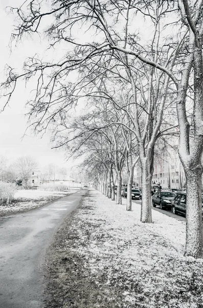 Látképe az avenue, hogy egy hideg havas tavaszi fák — Stock Fotó