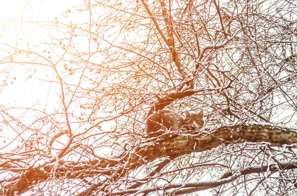 Marzo Gatto sull'albero dopo la nevicata — Foto Stock