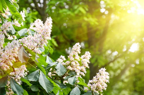 Blommor av kastanjeträd på våren i parken — Stockfoto