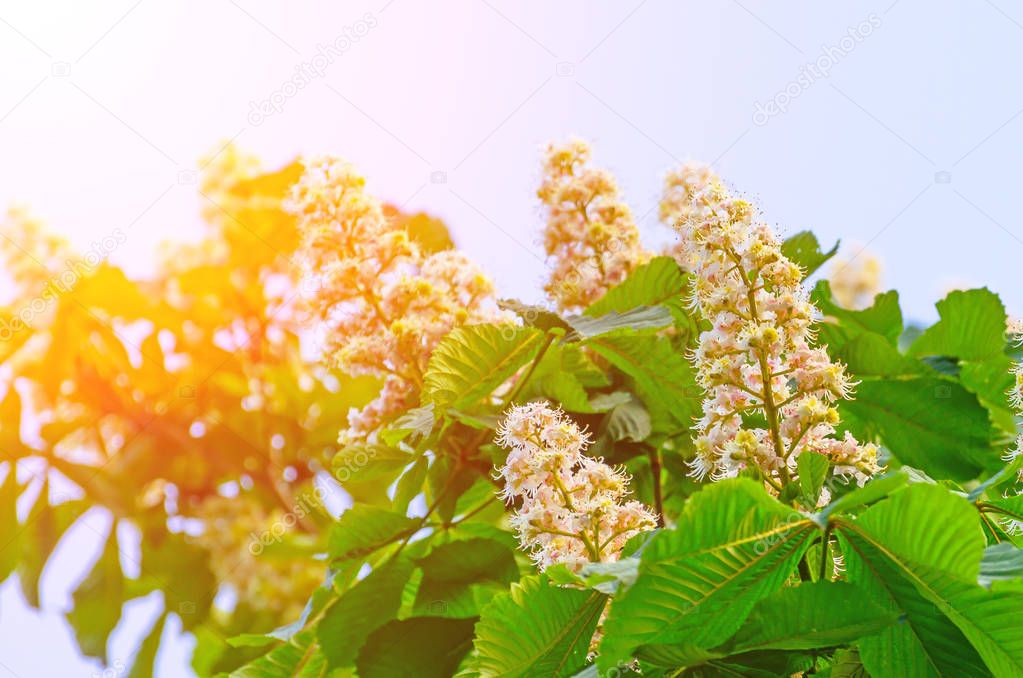 Flowers of chestnut trees in spring in the park