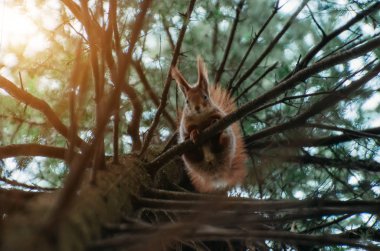 Squirrel on the branches of spruce in the forest in the spring clipart