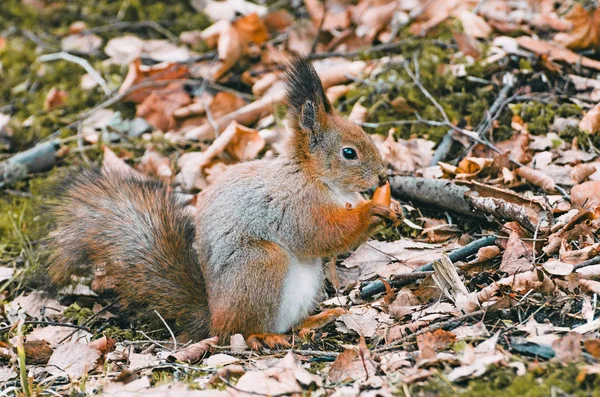 ナッツとドングリを食べて森の赤リス — ストック写真