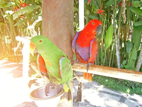 Dos loros en el parque junto al alimentador en una isla tropical — Foto de Stock