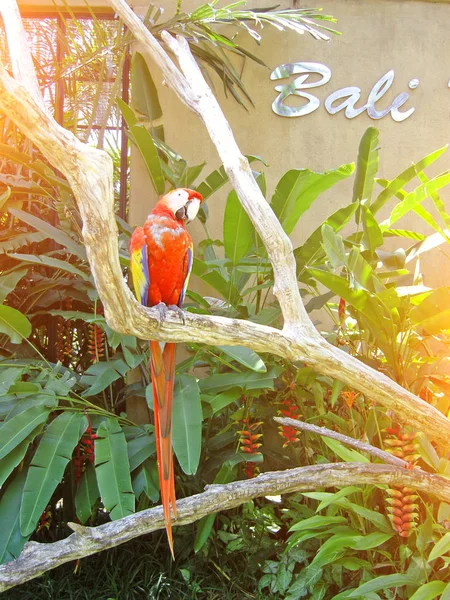 Papagei im Park am Trog auf der tropischen Insel Bali — Stockfoto