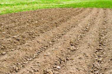 Arazi alanı kırsal ülke ayarı, Bahar çimen ve taze bitkileri sürülmüş.