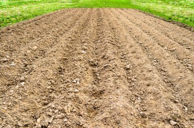 Arazi alanı kırsal ülke ayarı, Bahar çimen ve taze bitkileri sürülmüş.