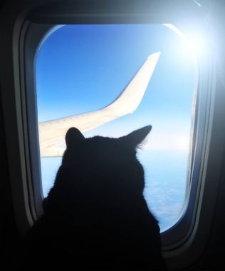 Mavi gökyüzünde kanat bakan Lombar arayan bir uçak uçan Havacılık kedi. Kedi uçak penceresinde silüeti
