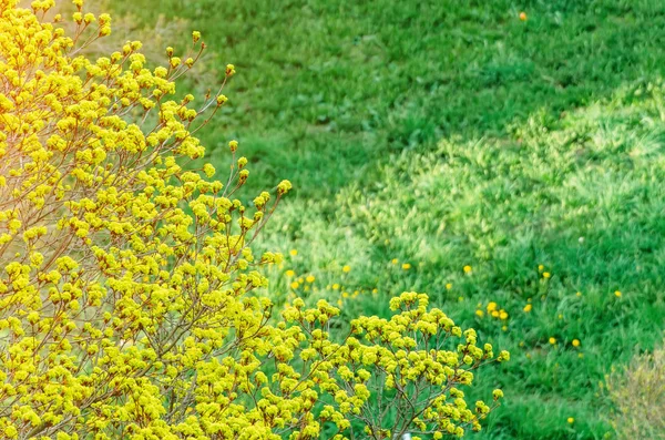 新進の若い緑の草の牧草地や開花タンポポの背景にカエデの花します。. — ストック写真